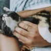 Großeinsatz im Tierheim Lippstadt: Beschlagnahmung nach Animal-Hoarding