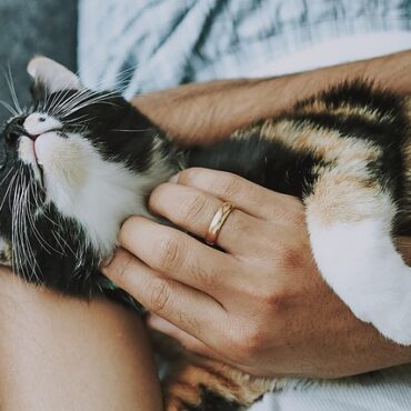Großeinsatz im Tierheim Lippstadt: Beschlagnahmung nach Animal-Hoarding
