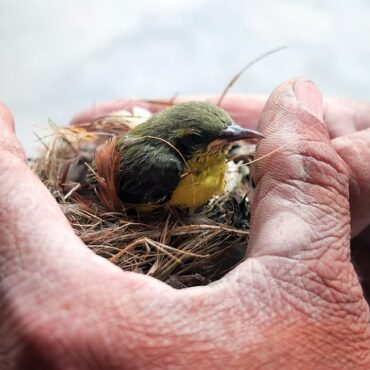 Tierquälerei in Bottrop: 17 Landschildkröten im Wald ausgesetzt